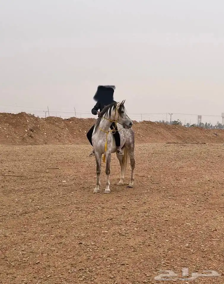حصان شعبي بيع مستعجل index