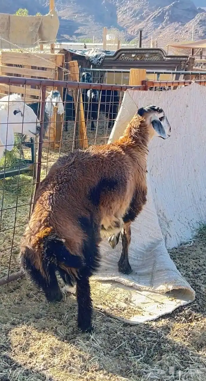 خروف دقسي 0