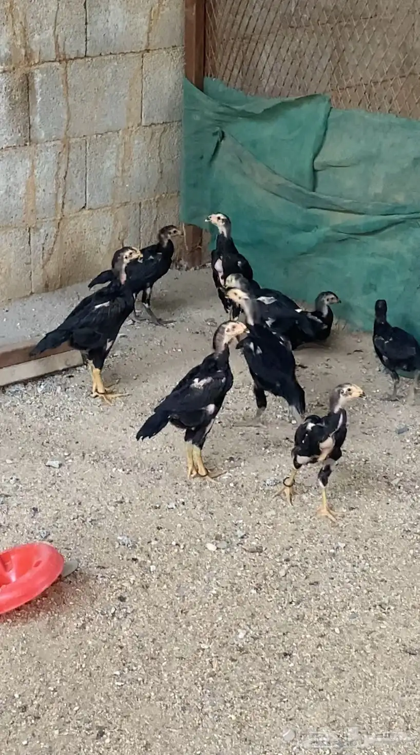 شامو الماني فروخ 0