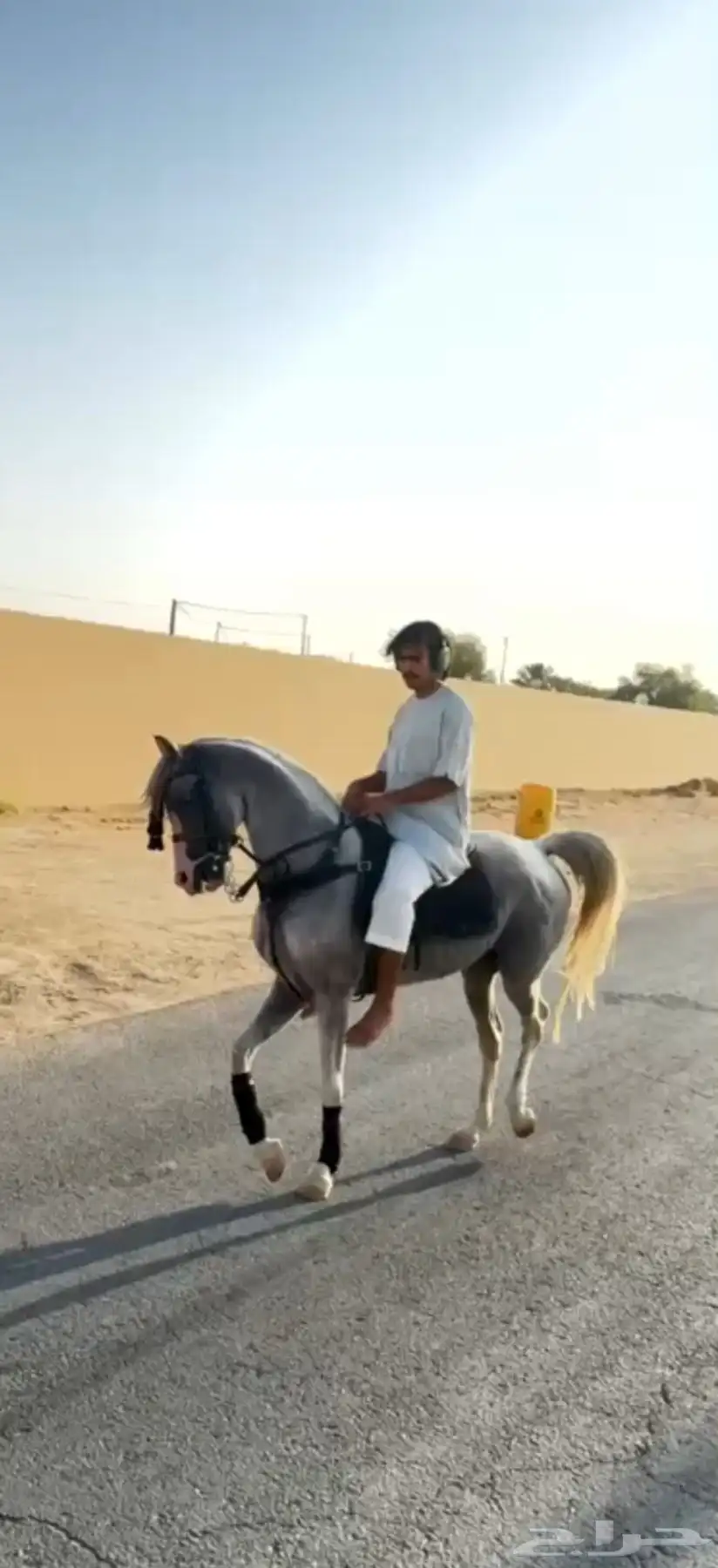 حصان شعبي حار index