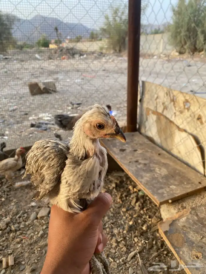 دجاج بكستاني 2