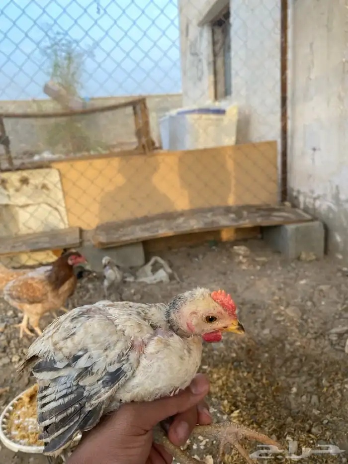 دجاج بكستاني 3