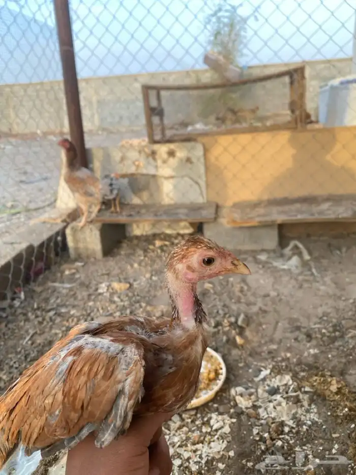 دجاج بكستاني 4
