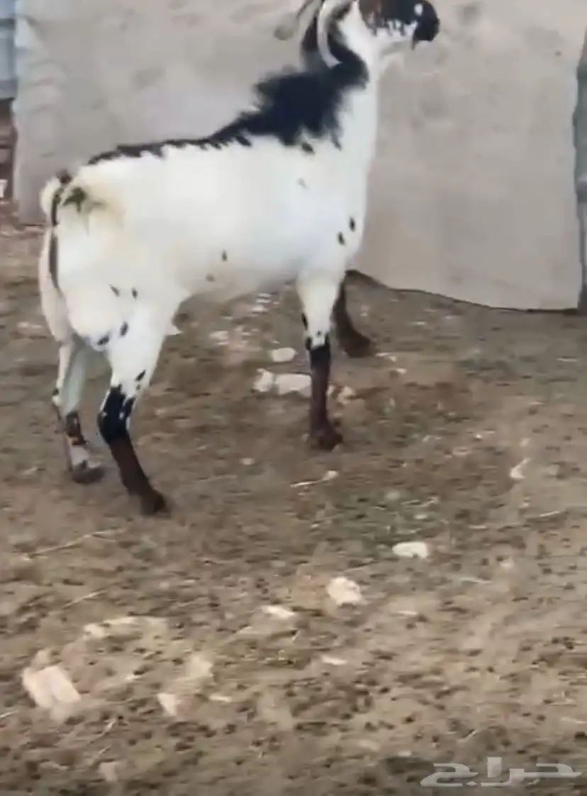 تيس بيشي تام شبب 2