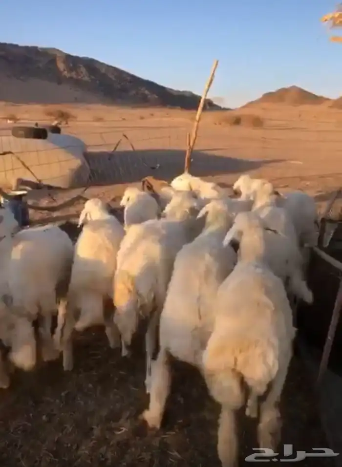 رخال مقنوي مراح نظيف العدد12 الموقع الحناكيه تم البيع 0