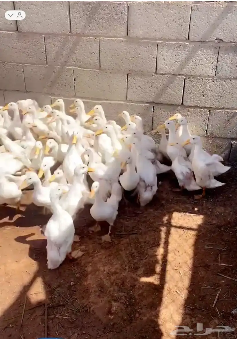 بط بكين 1