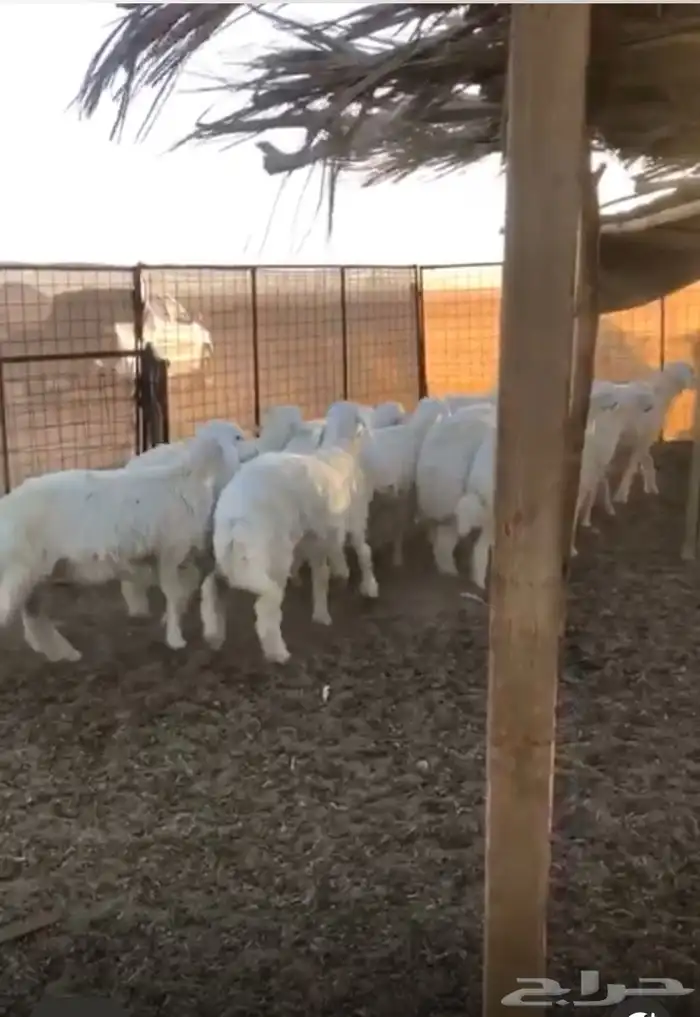رخال مقنوي مراح نظيف العدد12 الموقع الحناكيه تم البيع 2