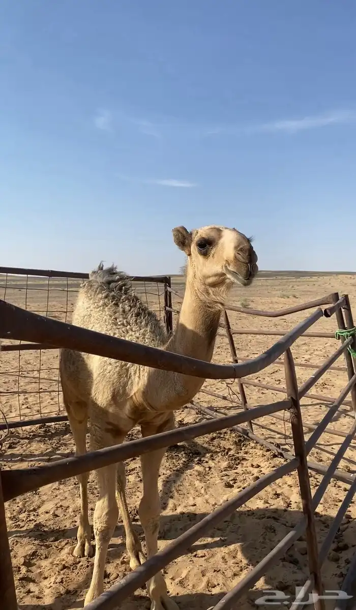 للبيع القعدان الكفو العفر على ولد مشاكل والحمر جده فنجال 0
