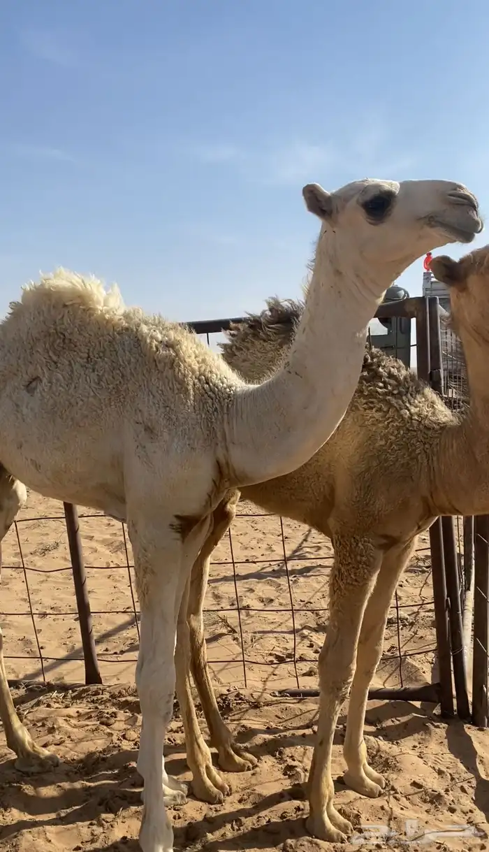 للبيع القعدان الكفو العفر على ولد مشاكل والحمر جده فنجال 1