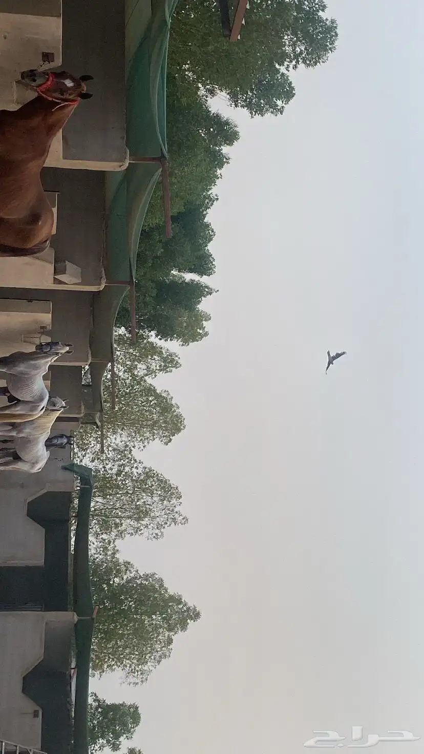 ابي خيل كفو وكويس حول الدرب والي يعرف لا يبخل وبسعر معقول 0