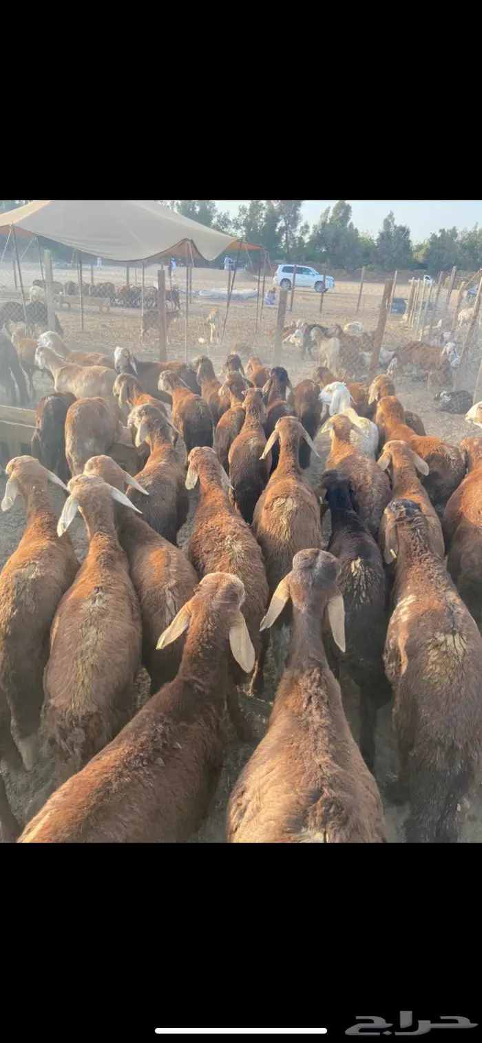 طليان سواكن حمر 0