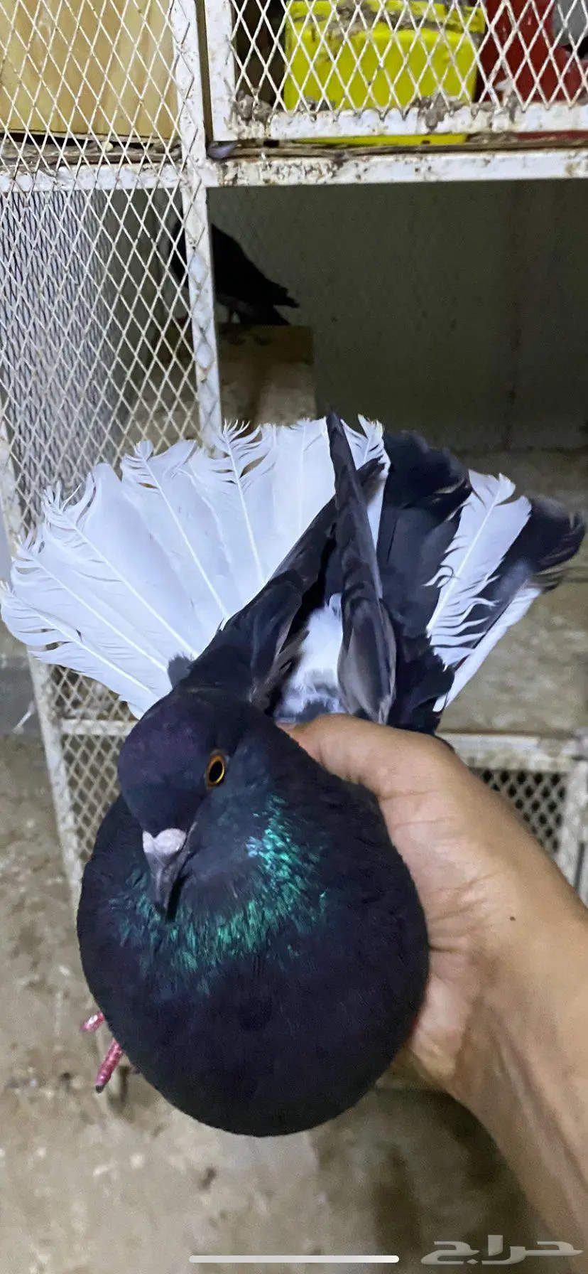 جوز زرق كرواتيات صوفي ماطريف اللبيع 0