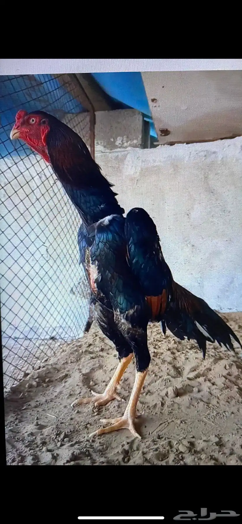 شامو ياباني 1