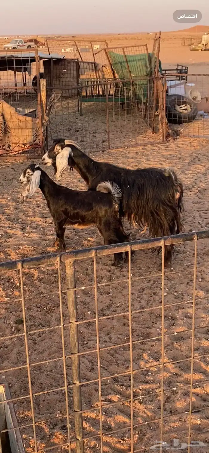 عنز حدرها جفره 0