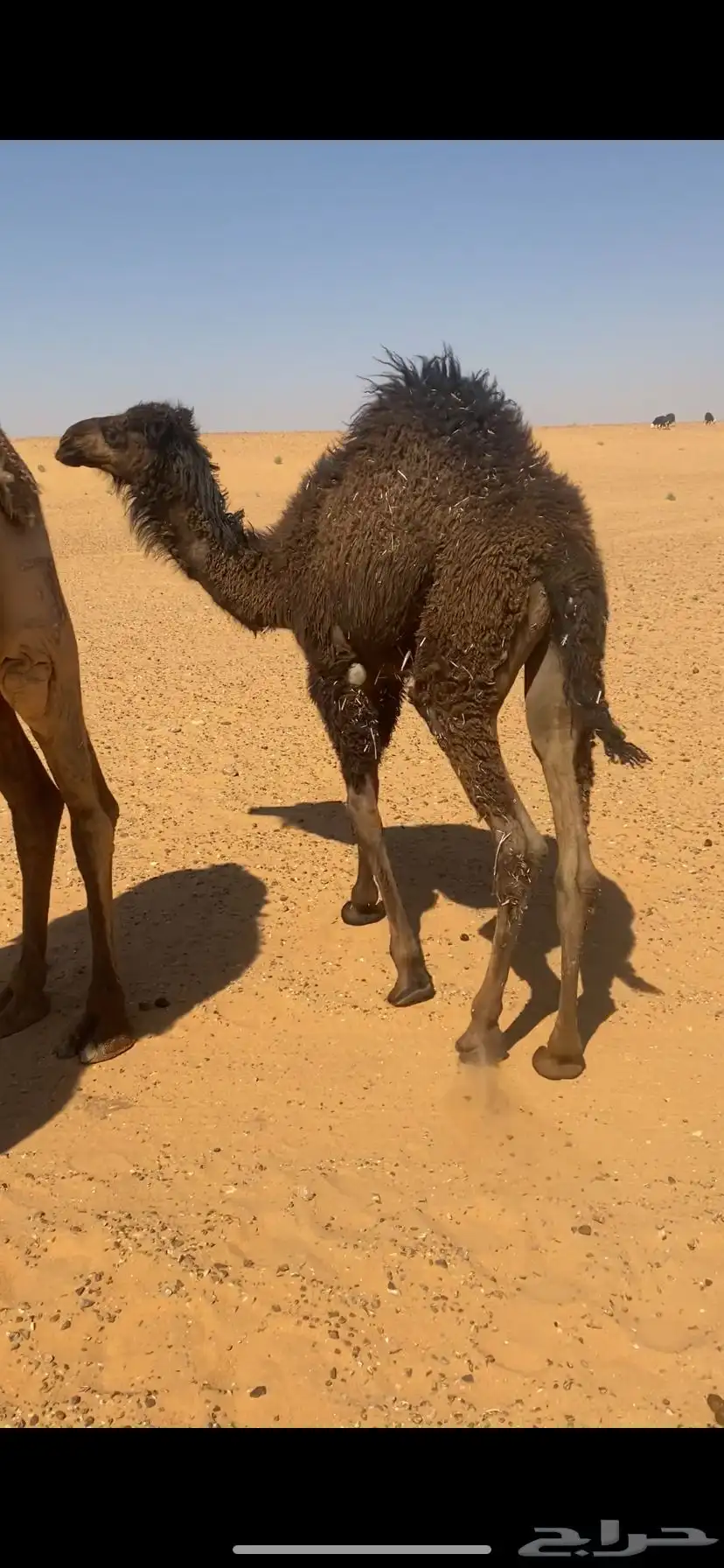 قعود طيب بري 0