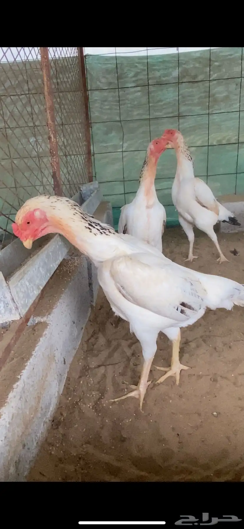 شامو ياباني 0