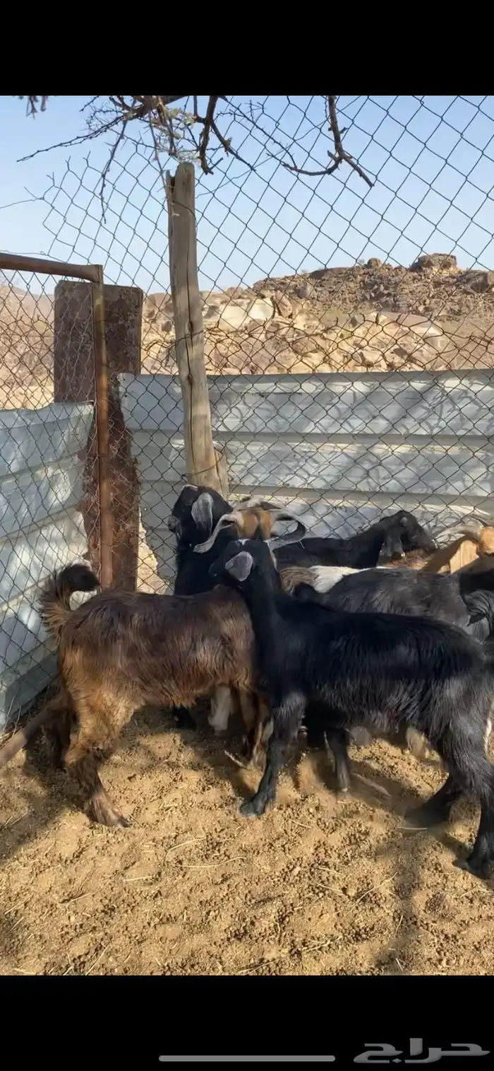 تيوس فل شحم ولحم واكله نضيف ومن حلالي 1