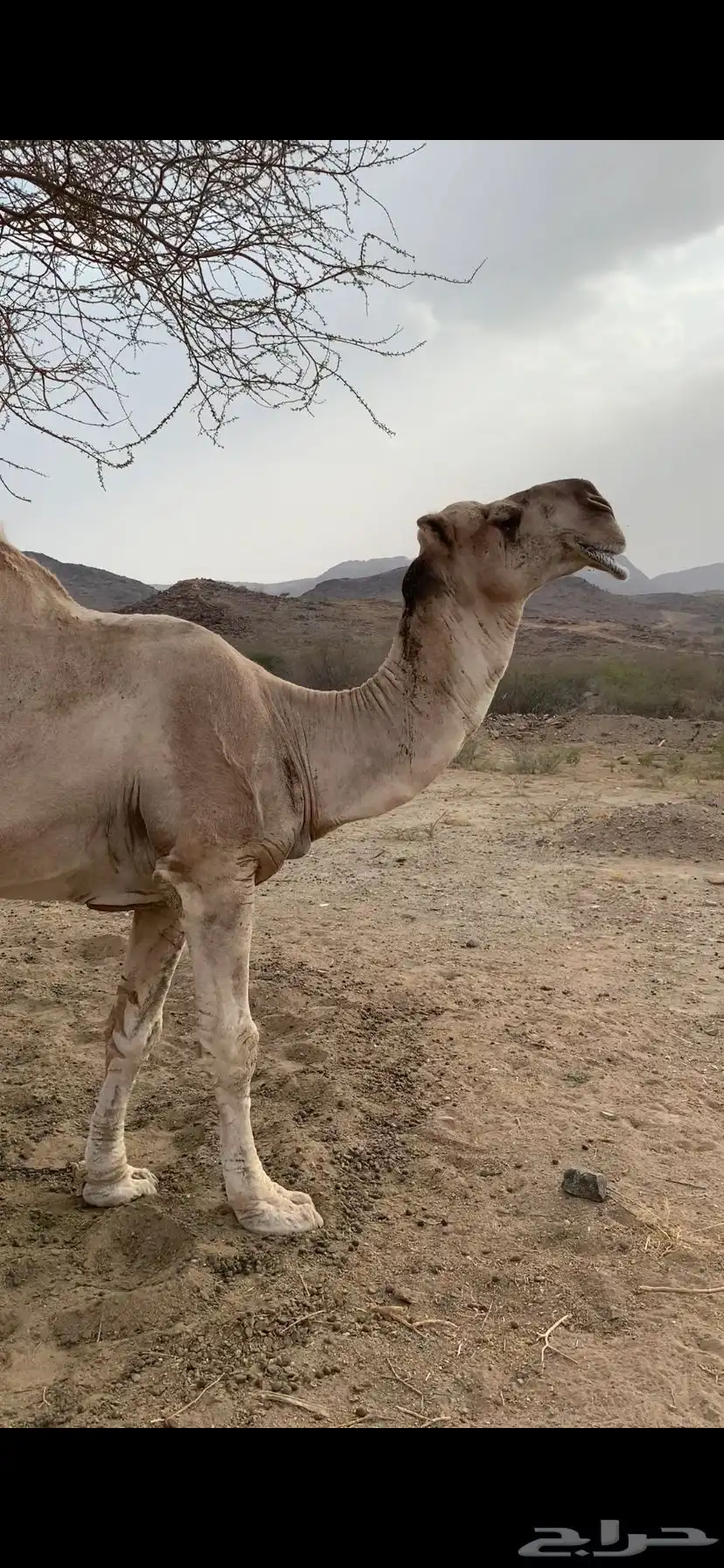 جمل داهية وكفو هادي طبعه حلوه 1