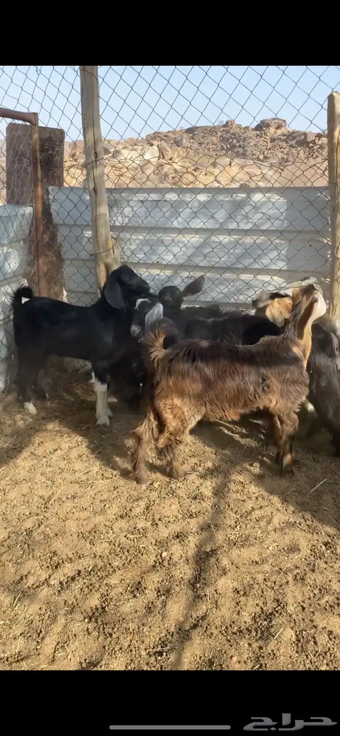 تيوس فل شحم ولحم واكله نضيف ومن حلالي 2