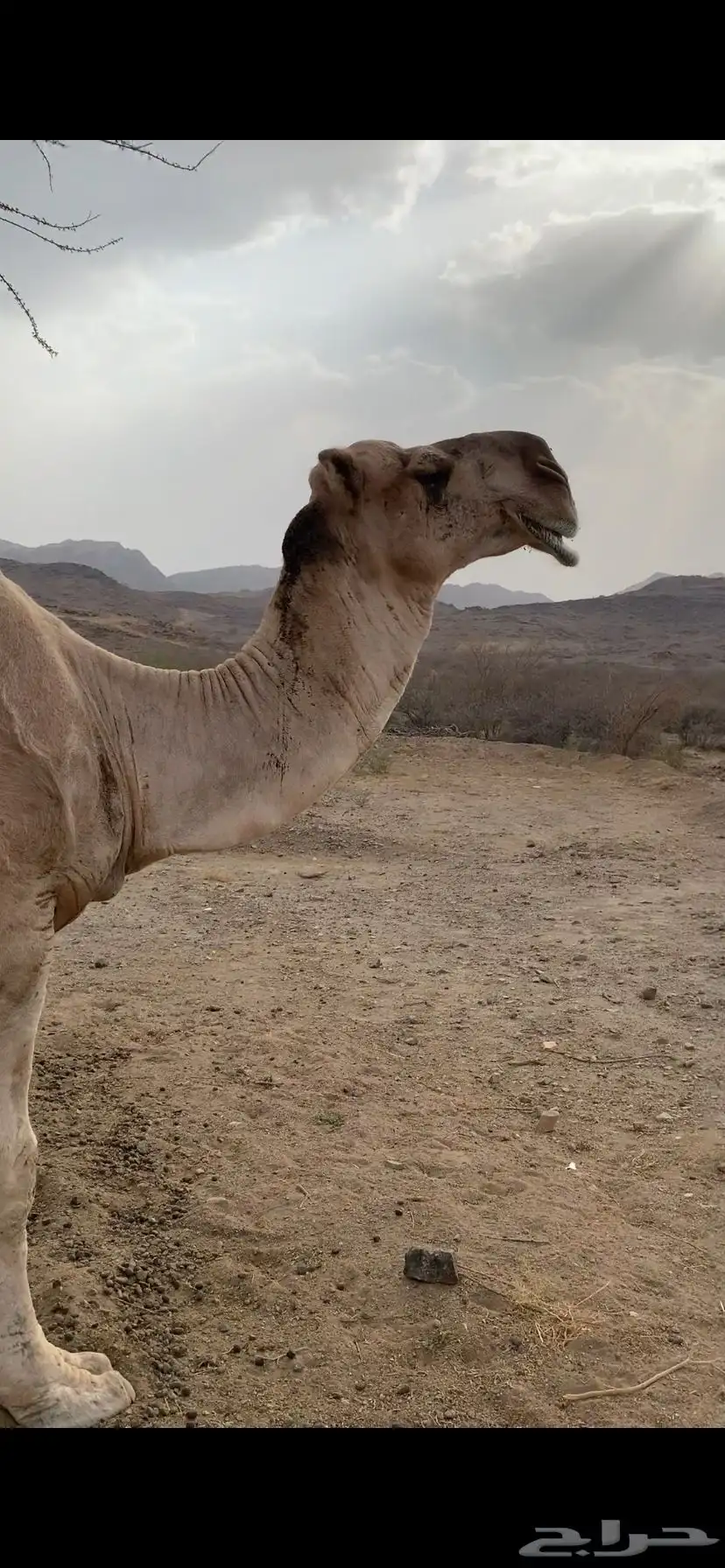 جمل داهية وكفو هادي طبعه حلوه 6