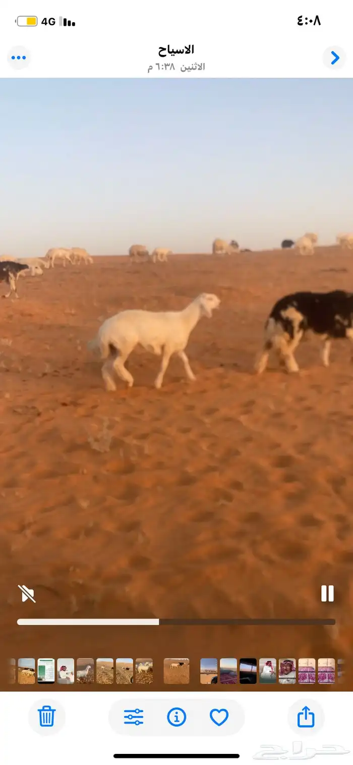 السلام عليكم مشروع فحل العمر من اربع شهور الي خمس شهور 2