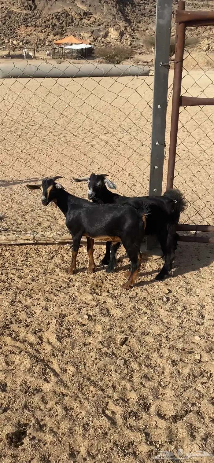 للبيع تيسين حو كفو 0