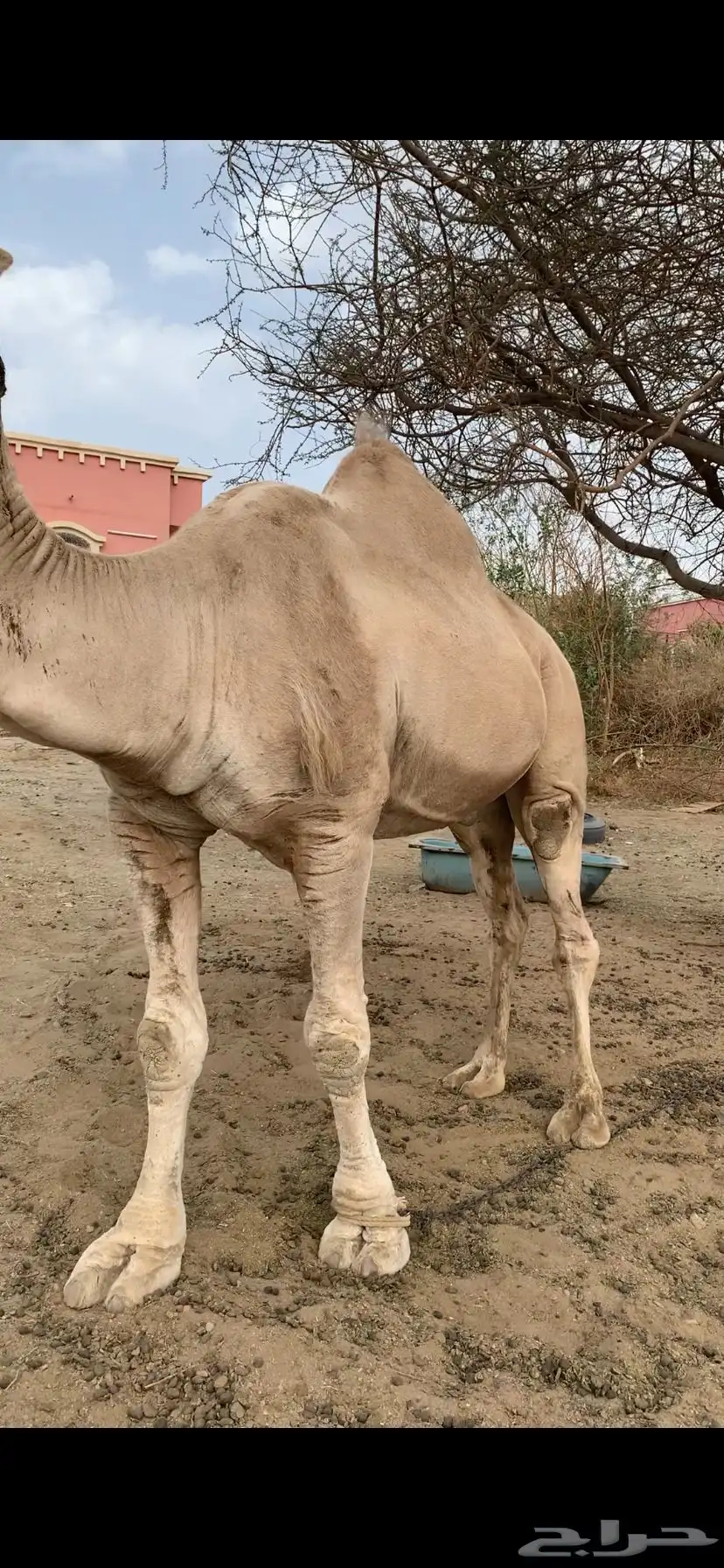 جمل داهية وكفو هادي طبعه حلوه 4