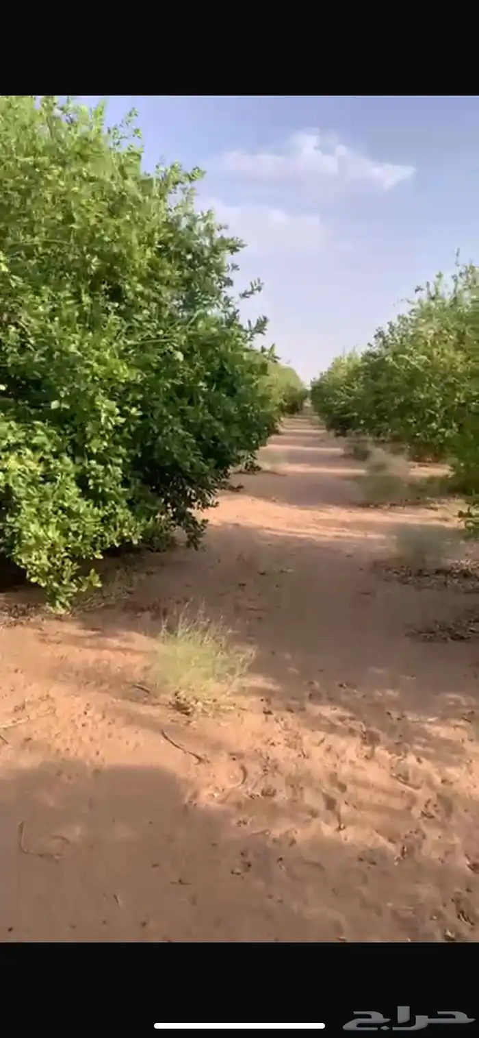 ليمون أبو زهيرة 0
