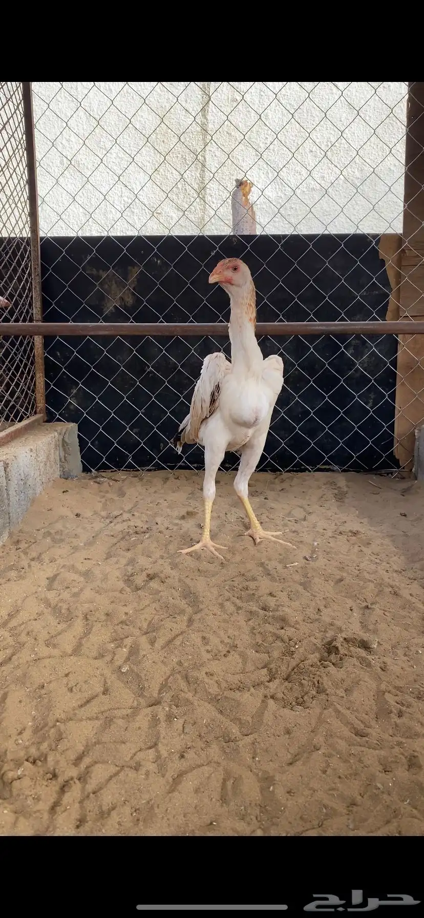 شامو ياباني 3