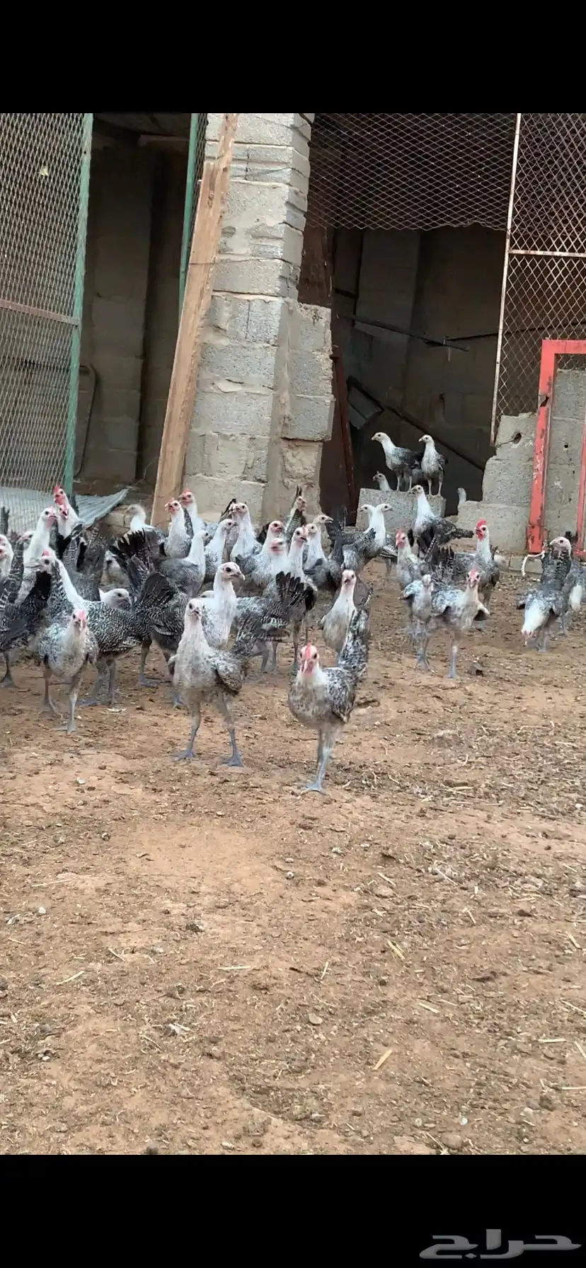 دجاج فيومي 0