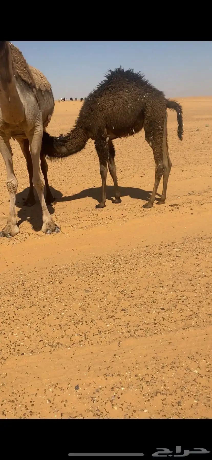 قعود طيب بري 1