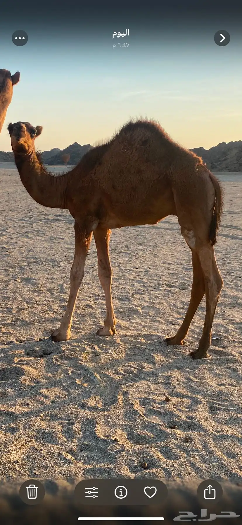 قعود مشروع فحل ادهم وامه مجموع ب الحليب 0