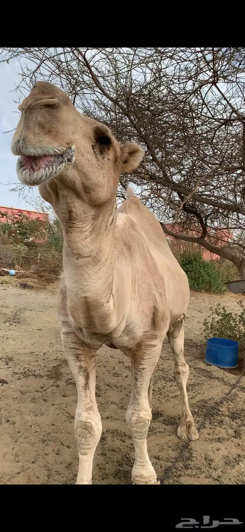 جمل داهية وكفو هادي طبعه حلوه 3