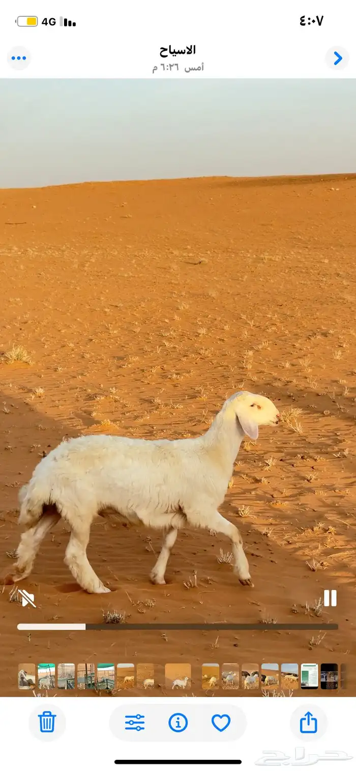 السلام عليكم مشروع فحل العمر من اربع شهور الي خمس شهور 0