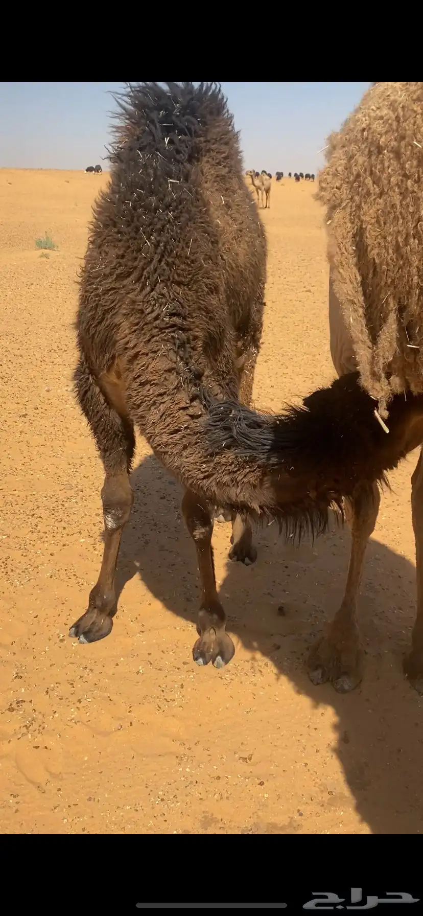 قعود طيب بري 2