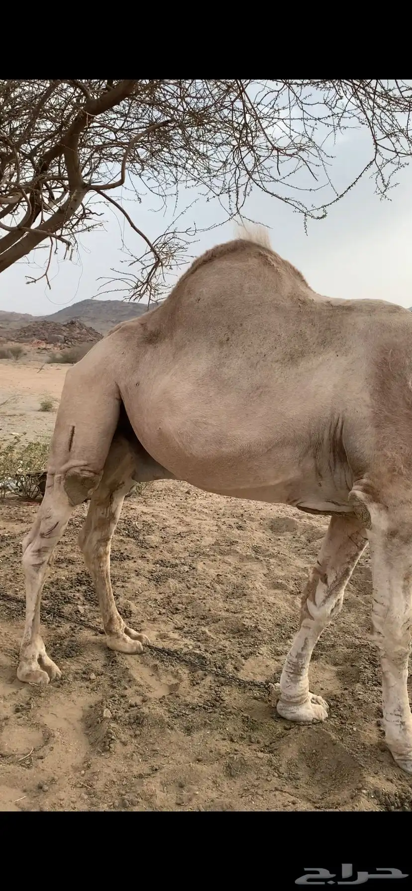 جمل داهية وكفو هادي طبعه حلوه 2