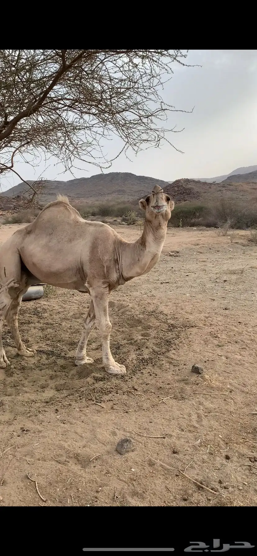 جمل داهية وكفو هادي طبعه حلوه 0