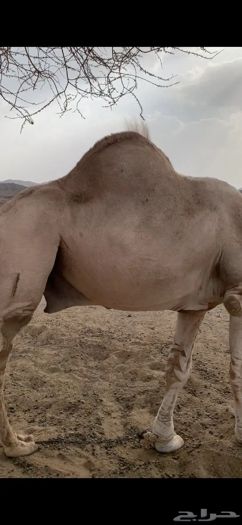 جمل داهية وكفو هادي طبعه حلوه 7