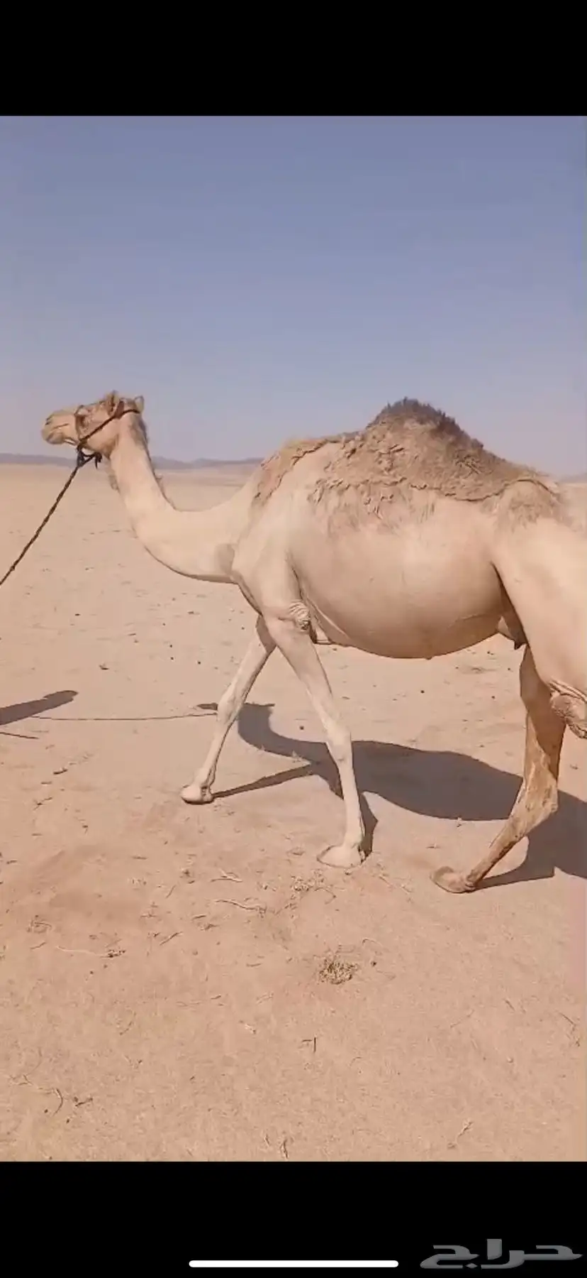 ناقه حمرا شاق 2