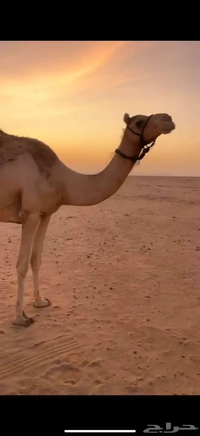 ناقه حمرا شاق 0