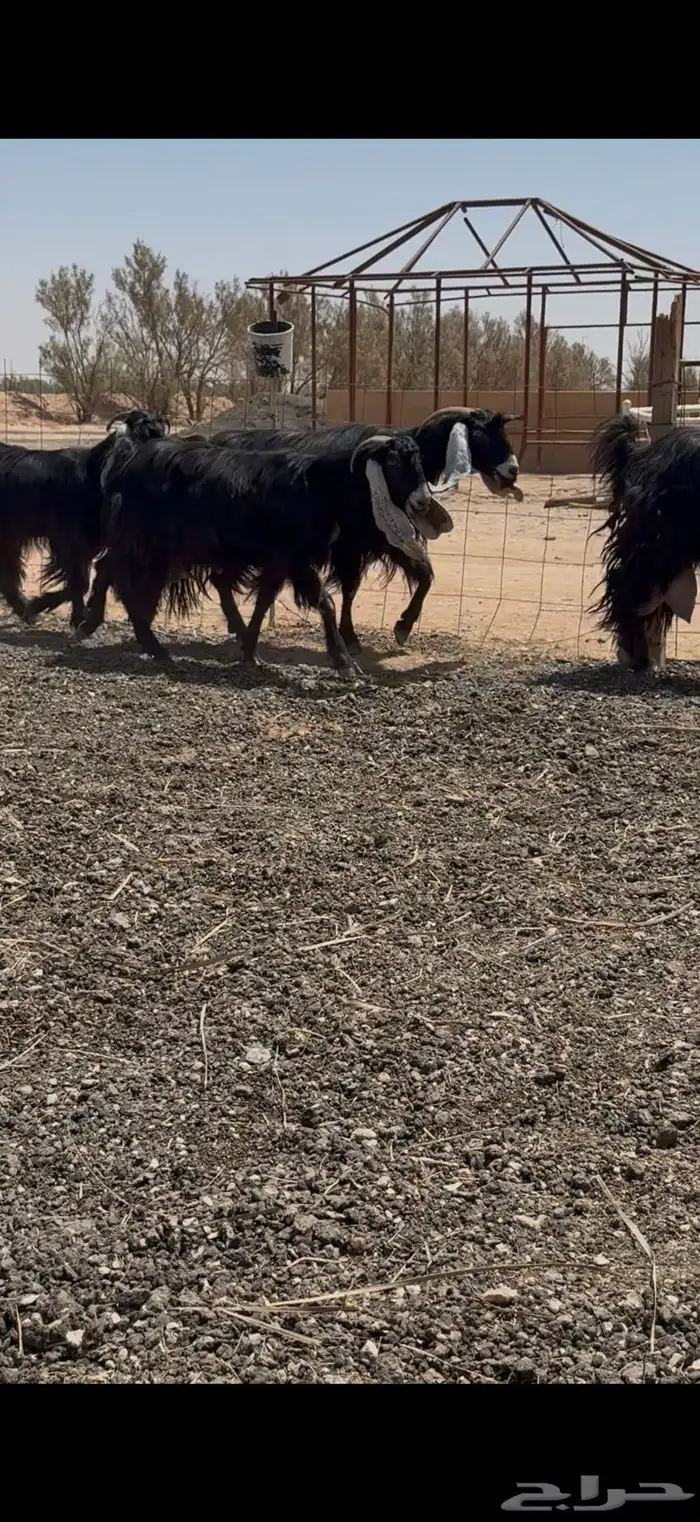 معزا عوراض خصصم وحليب وافرر جدا 4