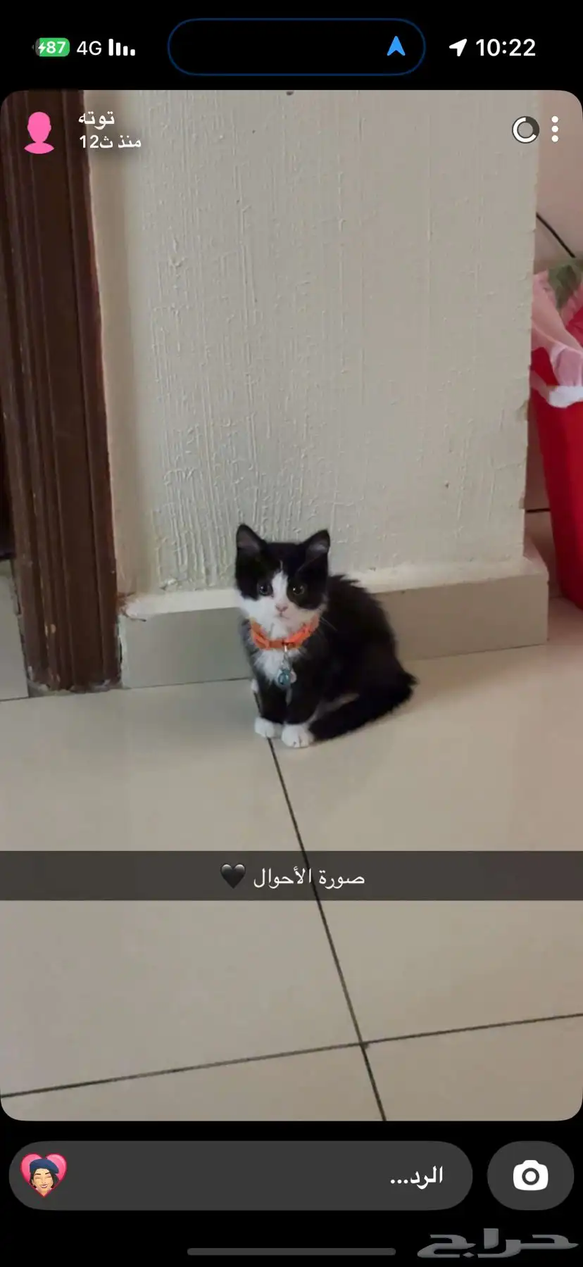 قطة للبيع 0