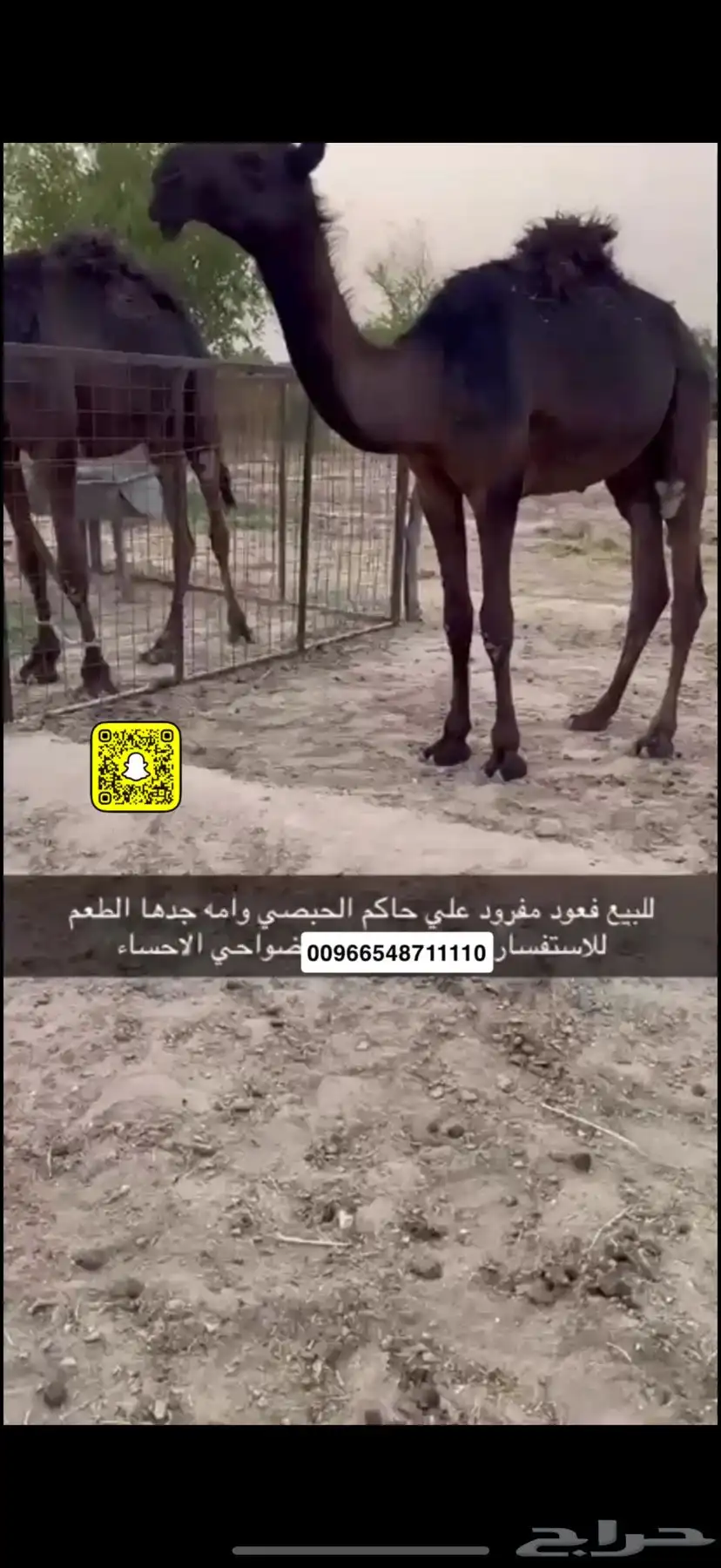 للبيع قعود مفرود على ولد الحاكم بن مثيب 0