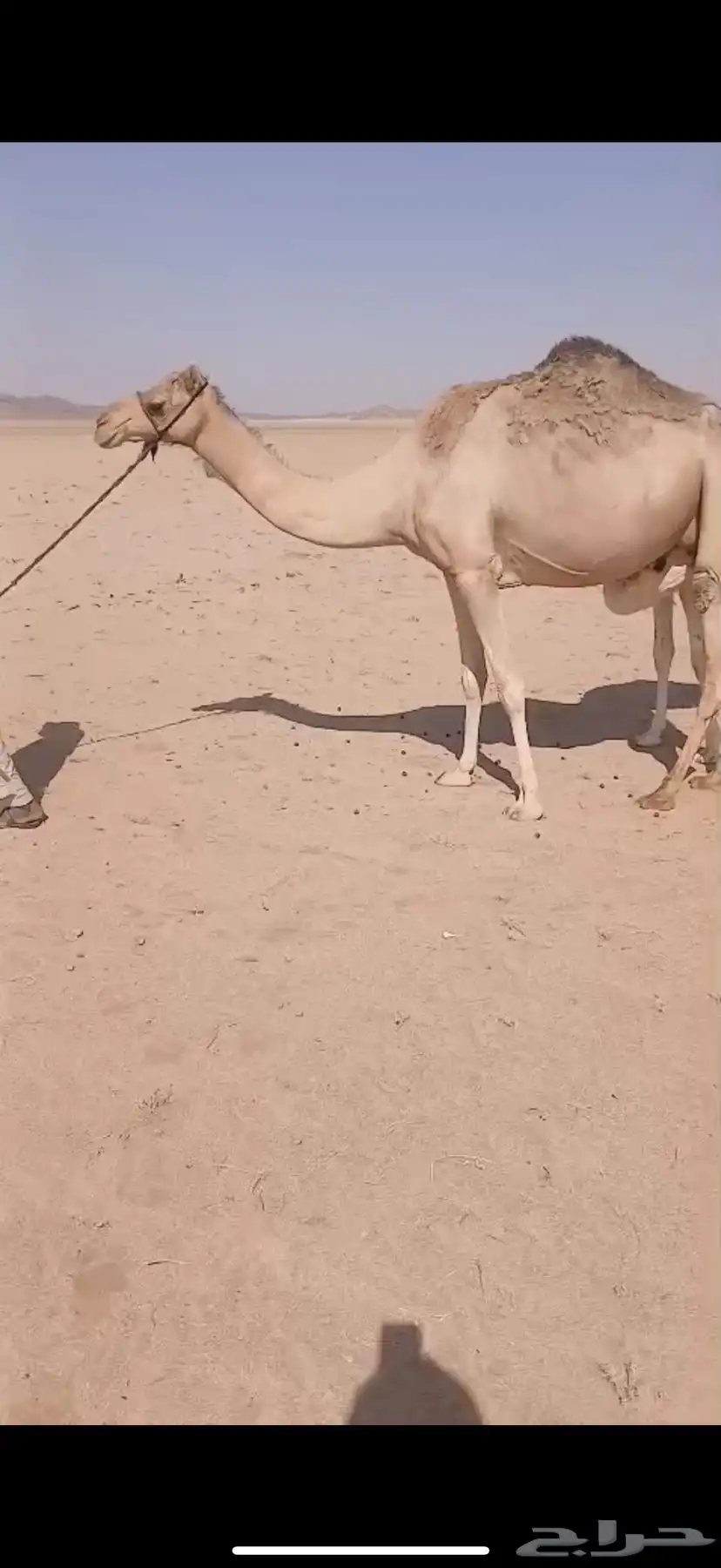 ناقه حمرا شاق 1
