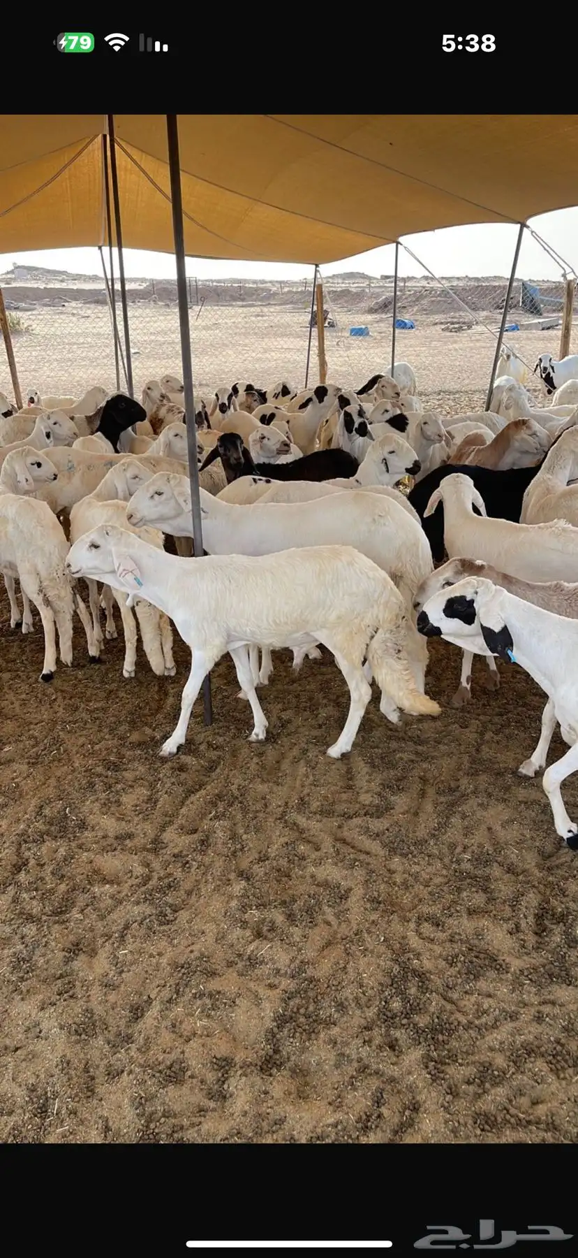 للبيع غنم حريات وسواكن وتيوس 5