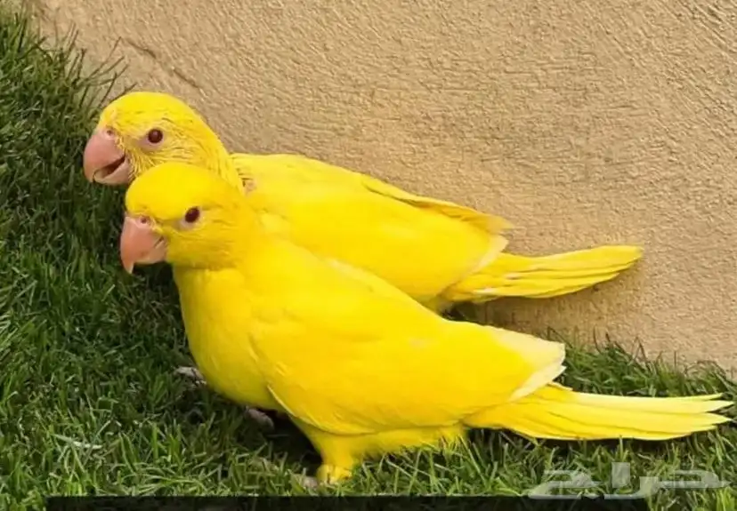 دره لاتينو 0