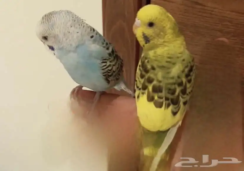 طيرين بادجي انثى وذكر 0