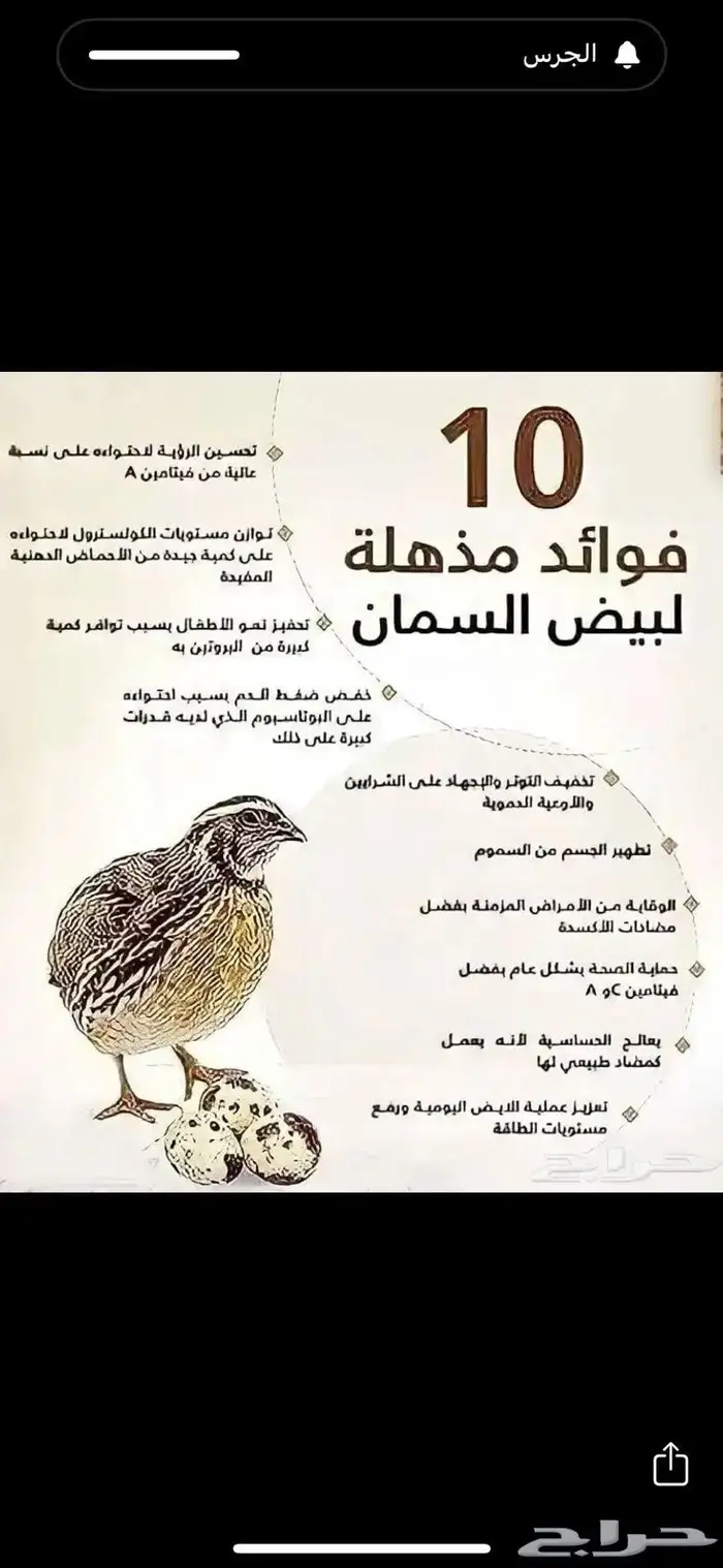 بيض سمان فري مخصب ومايده 2