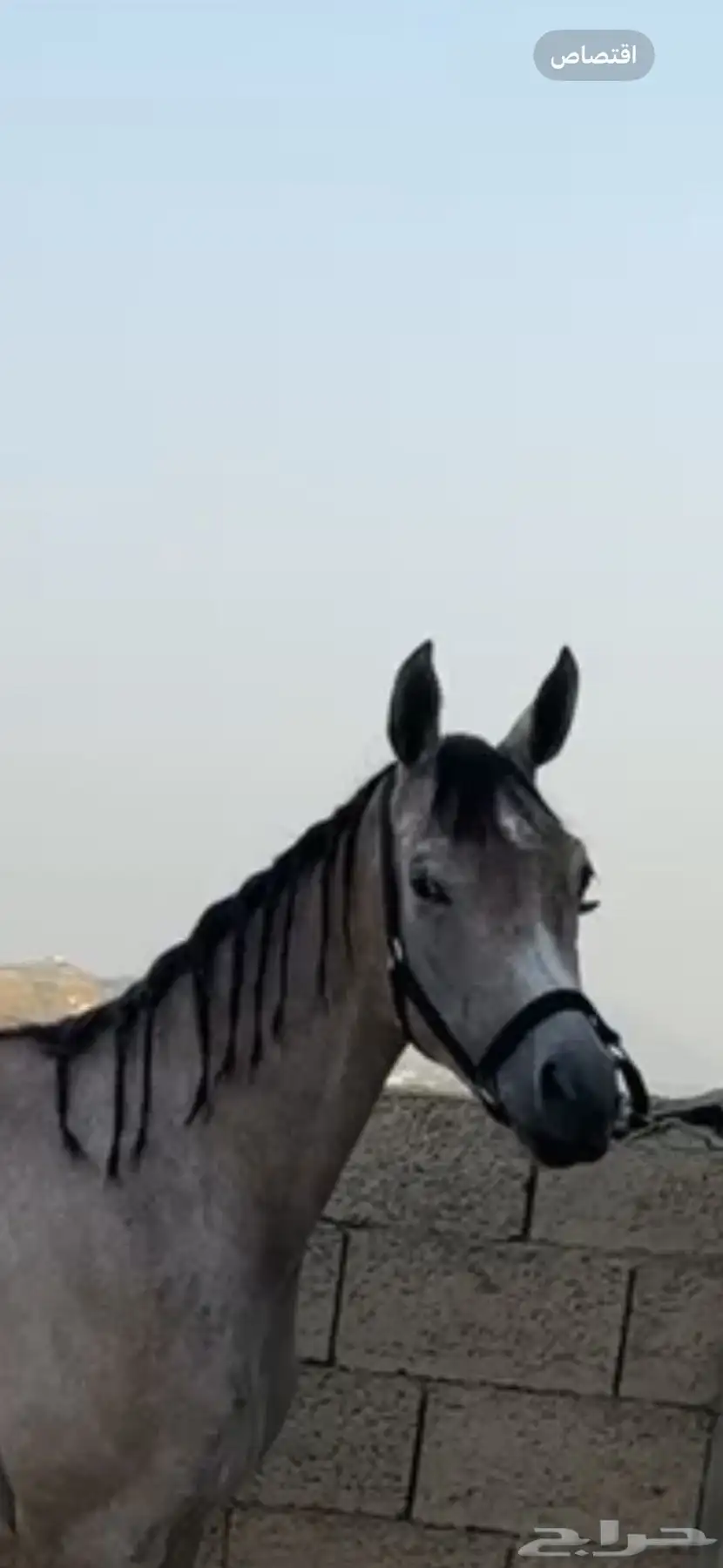 خيل 5