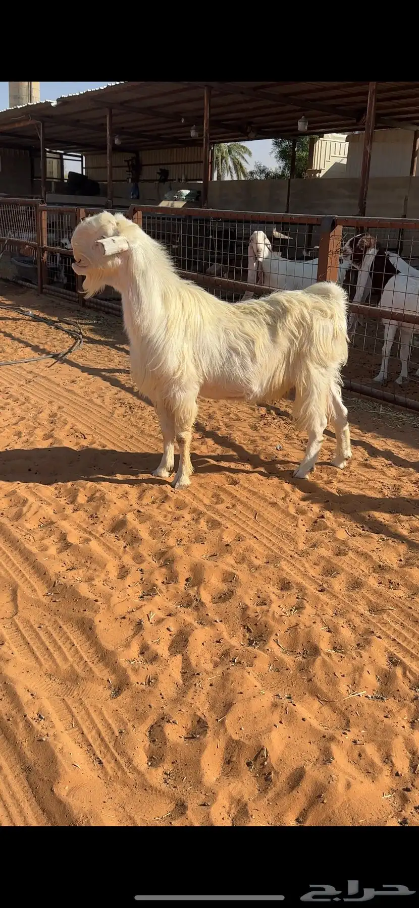 تيس شامي خصم 3